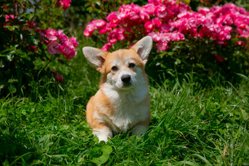 Cute Welsh Corgi puppy in summer walking near a bush with roses