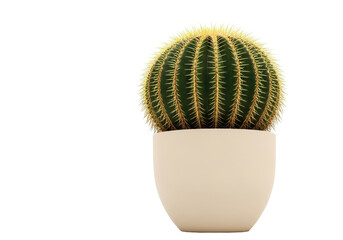Isolated barrel cactus in a pot is an interesting desert plant for indoor gardening