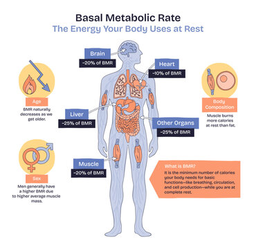Basal metabolic rate BMR shown through a human body silhouette with labeled organs and percentage callouts, highlighting brain, liver, and muscle energy use at rest. Doodle style diagram