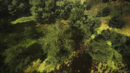 Vivid greenery covers the terrain, showcasing a variety of trees in a dense forest. Sunlight filters through the leaves, illuminating the peaceful environment and vibrant undergrowth.