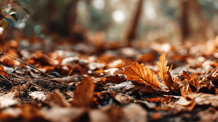 A ground level view of fallen autumn leaves in a forest with blurred background trees