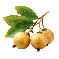 Longan fruits with leaves isolated on transparent background