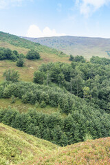  Borzhava Valley in Summer with Blueberry-Covered Hills