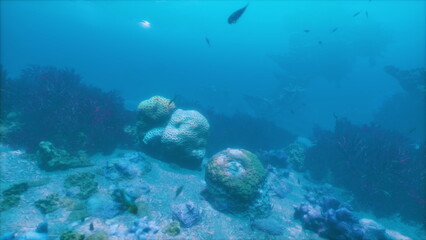 Submerged beneath clear blue waters, diverse corals and curious fish thrive in a lively ocean ecosystem. Sunlight filters through, creating a tranquil atmosphere.