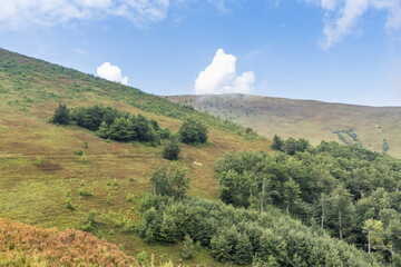  Borzhava Valley in Summer with Blueberry-Covered Hills