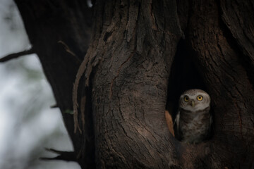 owl on tree