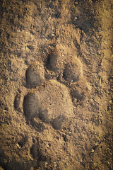 footprint in sand