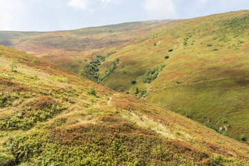 Fototapeta premium Borzhava Valley in Summer with Blueberry-Covered Hills