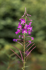 Close-Up of Willowherb Flower with Seeds