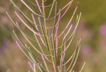 Close-Up of Willowherb Flower with Seeds