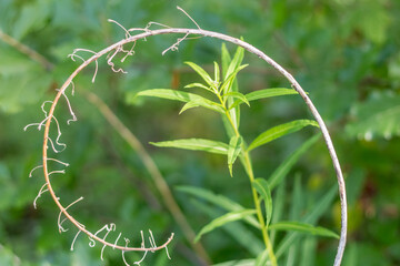 Close-Up of Willowherb Flower with Seeds