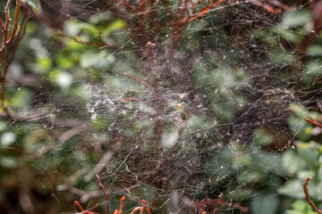Spider Web with Camouflaged Spider