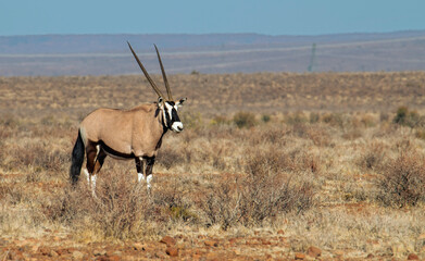 Gemsbok cow on the Potlekkertjie Loop, Karoo National Park. Cows have longer, more slender horns than those of bulls.