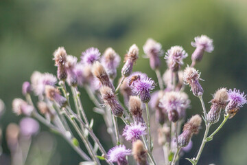 : Close-Up of Field Thistle in the Carpathians