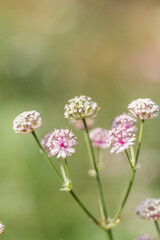 Close-Up of Pink Astrantia Flower