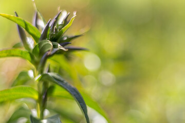  Close-Up of Gentian Bud in the Carpathians
