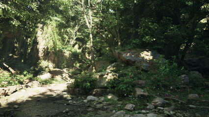 Sunlight filters through the dense canopy of a vibrant forest. Beneath the trees, lush greenery thrives among rocks and gentle water streams, creating a peaceful, serene atmosphere.