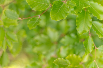  Beech Branches with Leaves