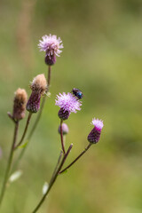 : Close-Up of Field Thistle in the Carpathians