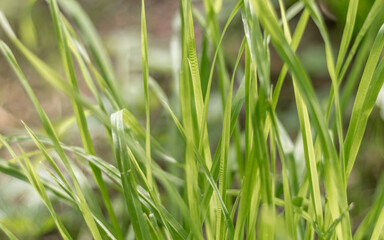  Close-Up of Wild Grass