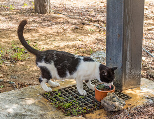  Black-and-White Cat Drinking Water Outdoors