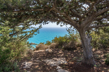  Sea Horizon Through Tree Branches, Cyprus
