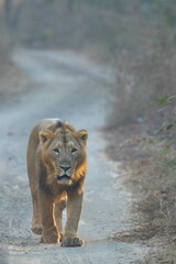 Naklejka premium male lion cub