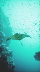 A graceful manta ray swims effortlessly beneath the surface of clear blue water, surrounded by shimmering schools of fish and vibrant coral formations in a stunning underwater scene.