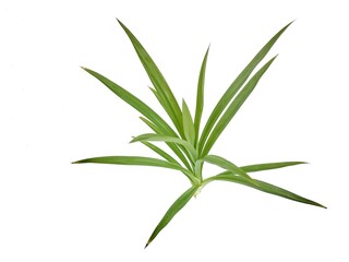 Pandanus plant isolated on white background 