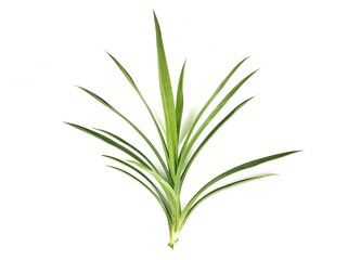 Pandanus plant isolated on white background 