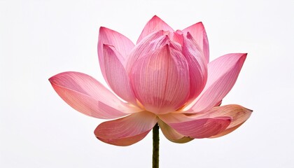 Fototapeta premium Pink Lotus Flower Blooming Isolated on White Background