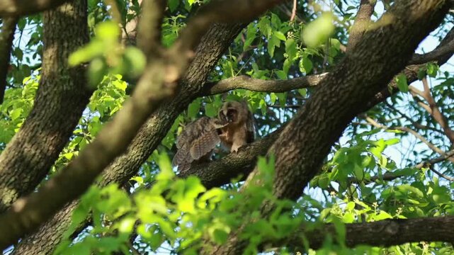 じゃれ合うトラフズクの幼鳥