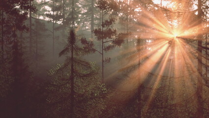 Fototapeta premium Soft rays of sunlight filter through tall trees in a quiet forest, creating a magical atmosphere during the early morning or late evening hours. Natural beauty shines brightly.