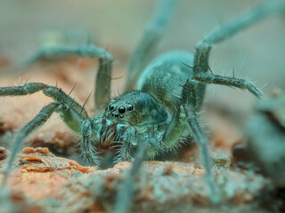 Wolf spider on the rotten wood
