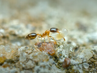 Solenopsis picta ant bring her eggs on the sandy ground