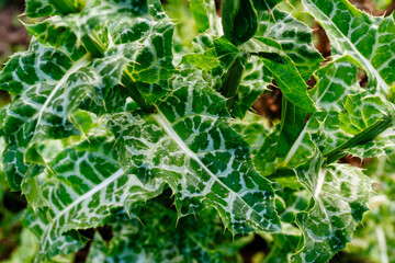 Detailed close-up of Milk Thistle plant leaves with sharp thorny edges