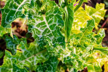 Milk Thistle plant leaves with striking white veins in bright sun.