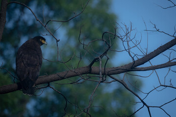 crow on tree