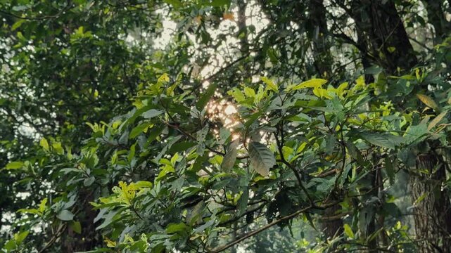 Static video Morning light is seen through the gaps in the green leaves in the wild forest creating a serene natural atmosphere. Best footage for themes of nature, outdoors, and environmental clip