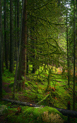 Scenic Pacific temperate rainforest, rich in moss, sword ferns, cedar trees, and fir trees. Vancouver, British Columbia, Canada