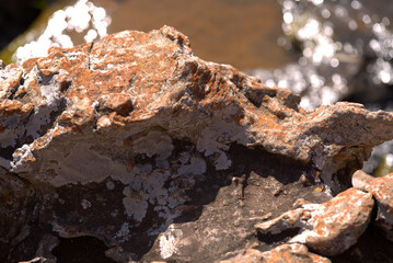 Lichen growing on a rock at Bourke's Luck Potholes, South Africa.