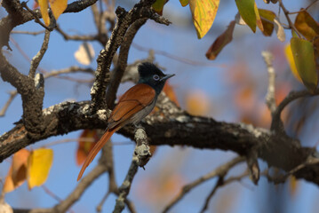 African Paradise Flycatcher (Terpsiphone viridis). Taken in Kruger National Park, South Africa.