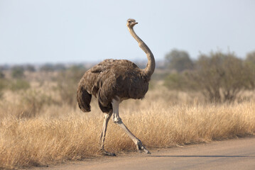 Female Common Ostrich (Struthio camelus) walking across a road. Taken in Kruger National Park, South Africa.