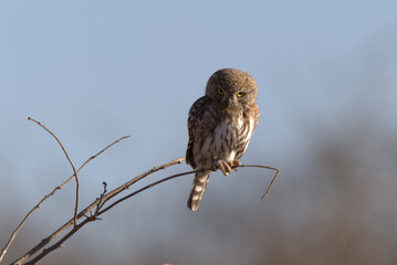 Pearl-spotted Owlet (Glaucidium perlatum). Taken in Kruger National Park, South Africa.