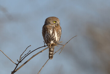 Pearl-spotted Owlet (Glaucidium perlatum). Taken in Kruger National Park, South Africa.