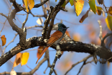 African Paradise Flycatcher (Terpsiphone viridis). Taken in Kruger National Park, South Africa.