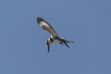Pied Kingfisher (Ceryle rudis) in flight over a river. Taken in Kruger National Park, South Africa.