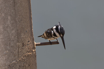 Pied Kingfisher (Ceryle rudis) perched on a metal bar. Taken in Kruger National Park, South Africa.