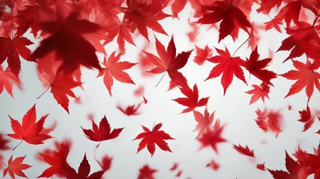 Red maple leaves gently falling like rain against a clean pure white background 626045