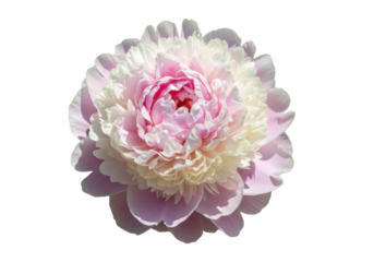 Isolated pastel pink Peony blossom with lush petals for botanical design elements concept